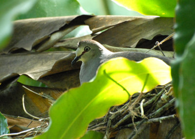 Gray-chested Dove, Selva Bananito, 10/27/2008