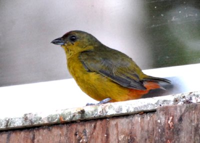 Olive-backed Euphonia female, Selva Bananito, 10/28/2008