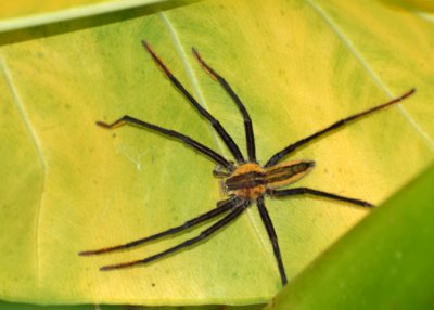 Spider, Selva Bananito, 10/27/2008