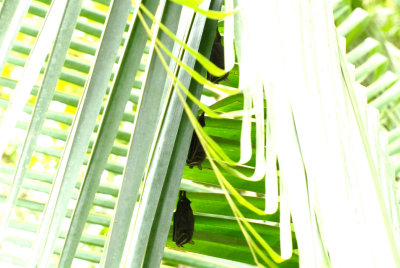 Roosting bats, Selva Bananito, 10/28/2008