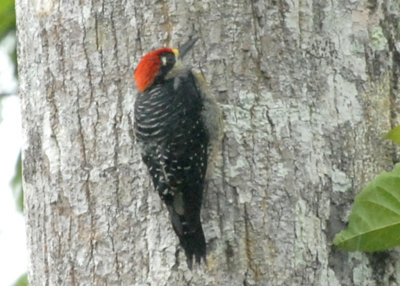 Black-cheeked Woodpecker, Selva Bananito, 10/29/2008
