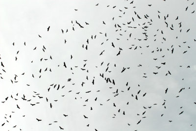 Kekoldi birds, Puerto Viejo, 10/31/2008