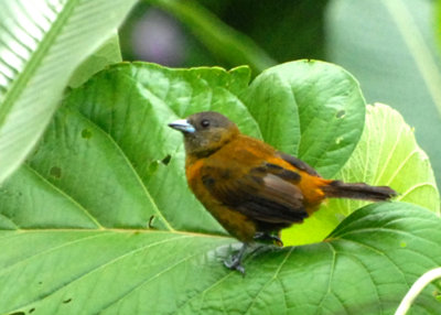 Passerini's Tanager female, Selva Bananito, 10/31/2008