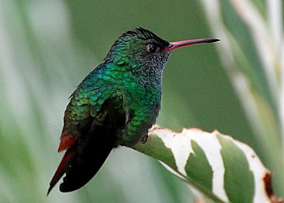 Rufous-tailed Hummingbird, Selva Bananito, 10/28/2008