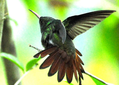 Rufous-tailed Hummingbird, Selva Bananito, 11/01/2008
