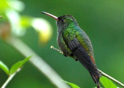 Rufous-tailed Hummingbird, Selva Bananito, 11/01/2008