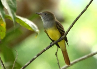 Great Crested Flycatcher, Selva Bananito, 11/01/2008