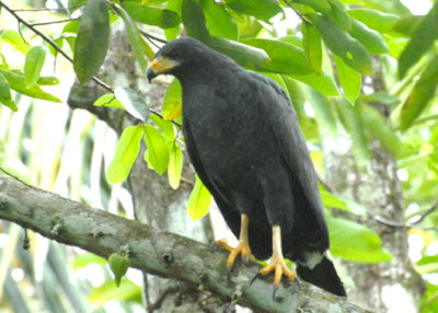 Common Black Hawk, Penhurst, Costa Rica, 11/02/2008
