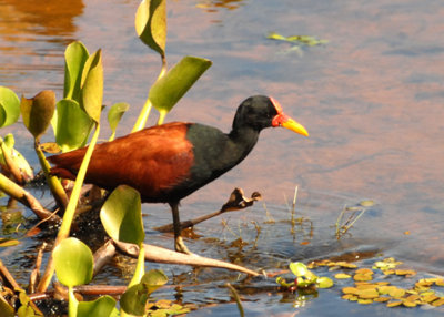 Wattled Jacana, Cuiaba, Brazil, 07/05/2008