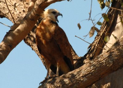 Black-collared Hawk, Pantanal, Pocone, Brazil, 07/05/2008