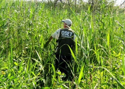 Another on-the-fly set up in a reed marsh -- going after a Great Reed Warbler.