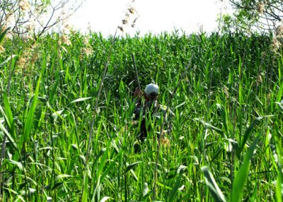 Deeper into the marsh!