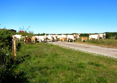 Banding shed company and lookers on.  Yes, they are fenced out of the banding areas.