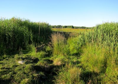 A regular net lane in a marsh -- target birds: Reed Warbler and Sedge Warbler.
