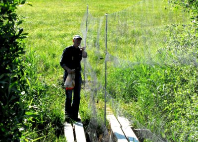 Continuing mist net set up.