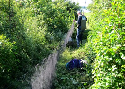 Unfurling a mist net in an established lane.