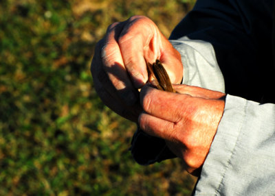 The famous Swedish grip!