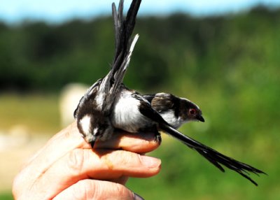 Handful of Long-tailed Tits. Slapped bands on them, aged them, released them all at once.