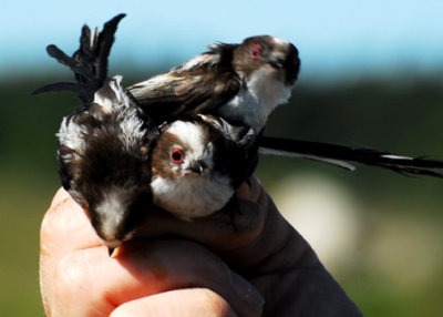 More Long-tailed Tits. Red eye ring = HY bird. Very social bird, often traveling in small flocks. Thus the big catch!