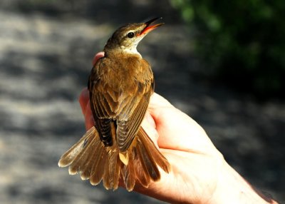 Pay dirt! One female Great Reed Warbler.