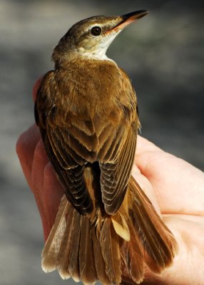Great Reed Warbler -- what's happening?!
