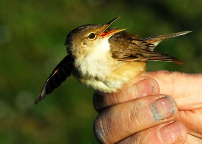 Reed Warbler -- one of the many Old World warblers.