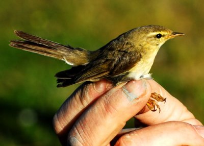 Willow Warbler -- these guys are almost worse than our Empids!