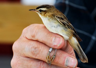 Sedge Warbler -- the easiest to ID (to my eyes!).