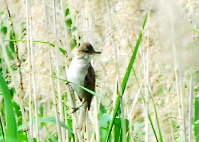 A free-flying Great Reed Warbler! Always heard but not easily seen. Hmmmm, seems to have a ring (errr, band) or two!