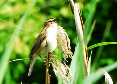 Bird banding in Orebro, Sweden, June 2010