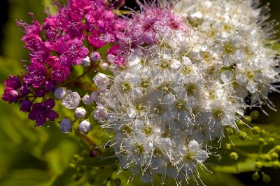 Spiraea.jpg