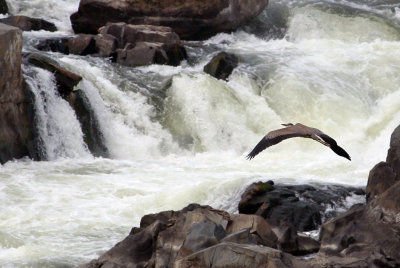 Great Falls Heron