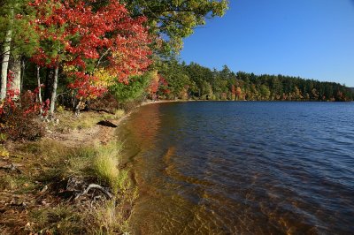 Lake Chocorua shoreline