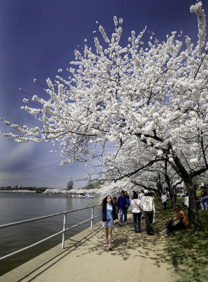 Along the Basin to the Jefferson Monument