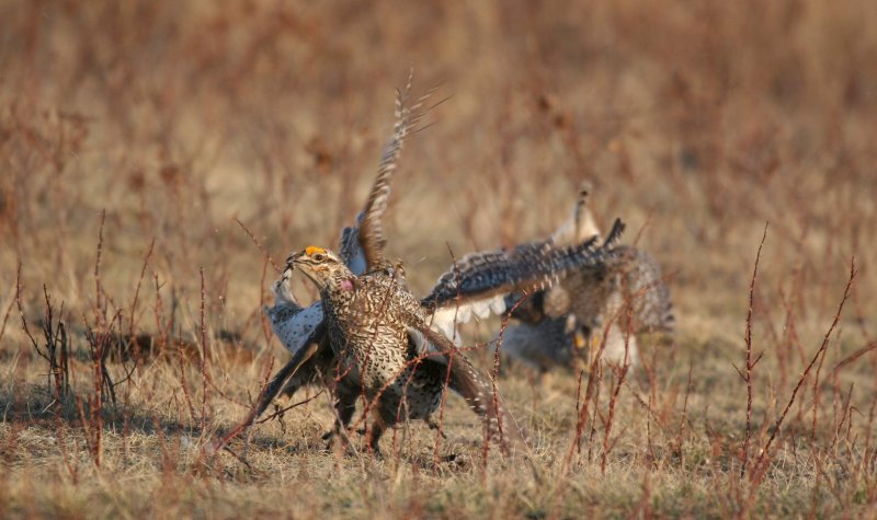 sharptail11.JPG