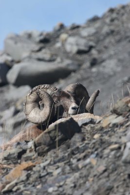 bighorn.jpg