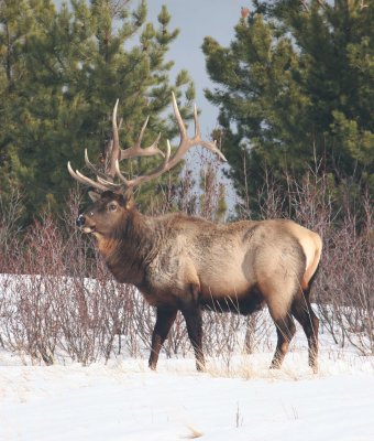 elk.jpg