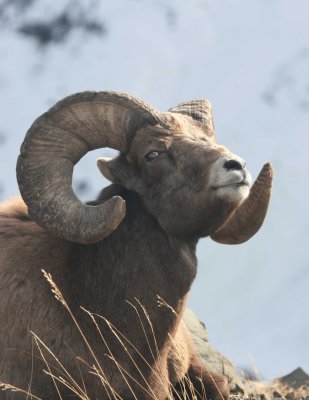 Alberta bighorn ram