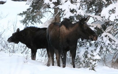 moose cow with calf.jpg