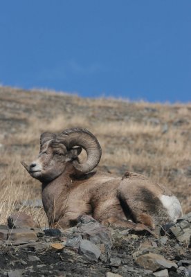 ram.jpg