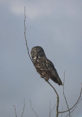 great grey.jpg