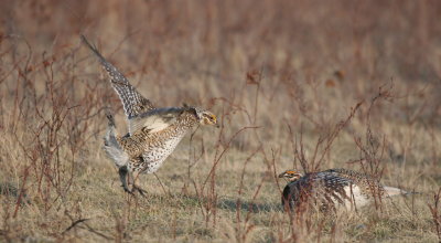 sharptail16.JPG