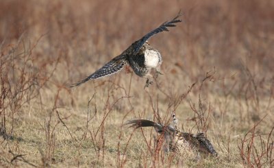 sharptail18.JPG