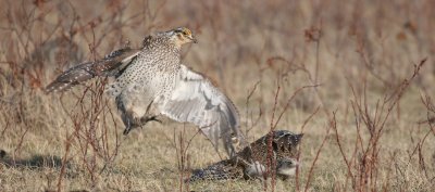 sharptail20.JPG