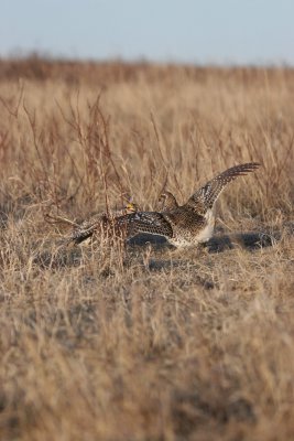 sharptail23.JPG