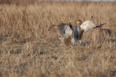 sharptail24.JPG