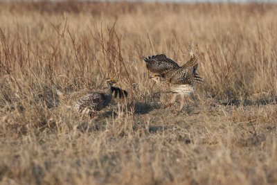 sharptail25.JPG