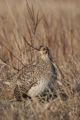 sharptail26.JPG