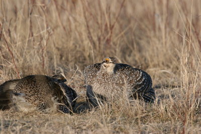 sharptail27.JPG