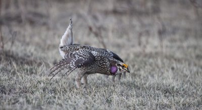 sharptail29.JPG